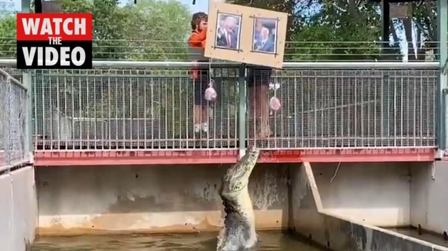 Muscles the Mystic Croc reveals the winner of the  US election