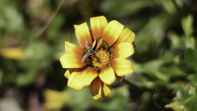 HOVER FLY ON GAZANIA: Jodie Locke sent through this photo capturing the essence of spring, vibrant flowers and lively creatures.