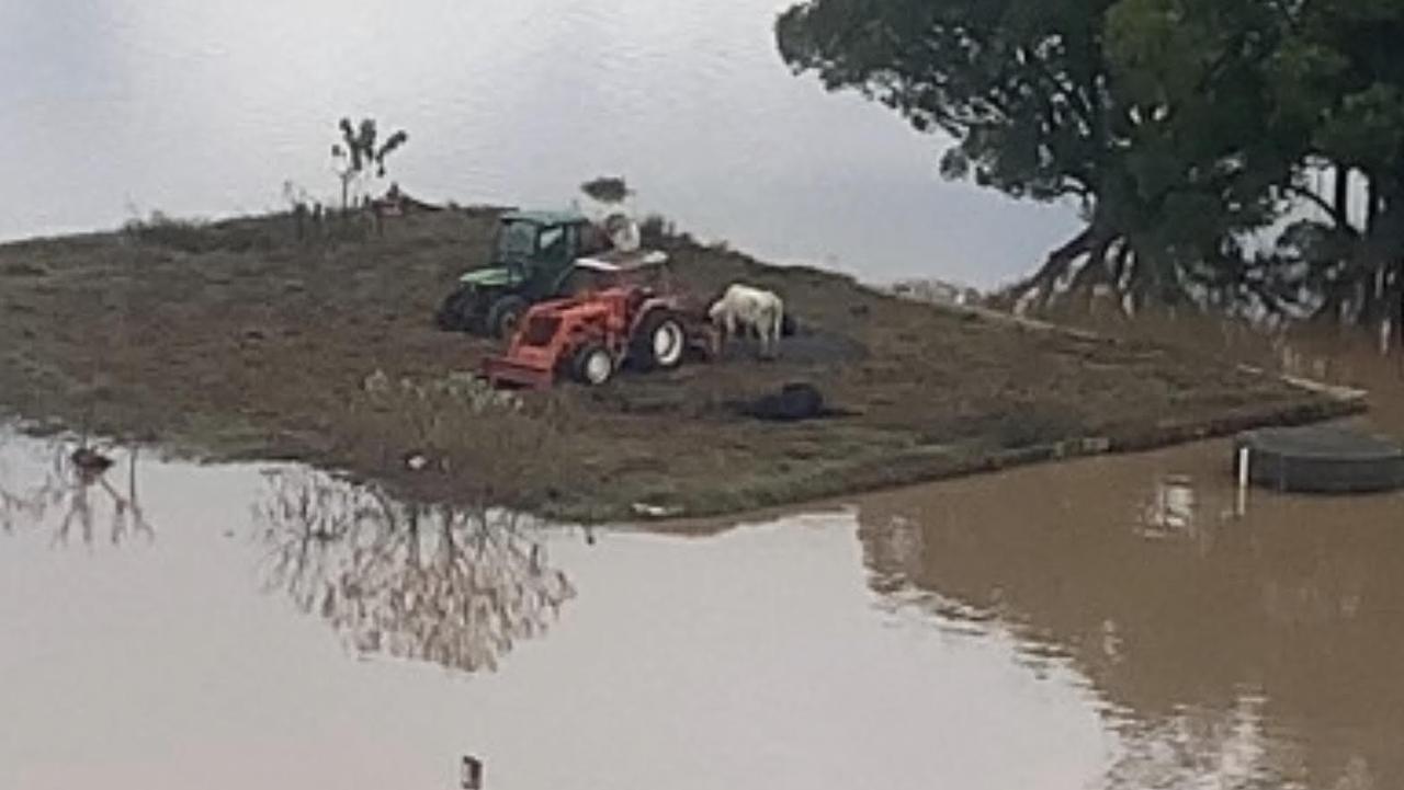 A cow and tractors are surrounded by flood water in the Northern Rivers area of NSW, near Casino. Picture: Bruno Ros via NCA NewsWire