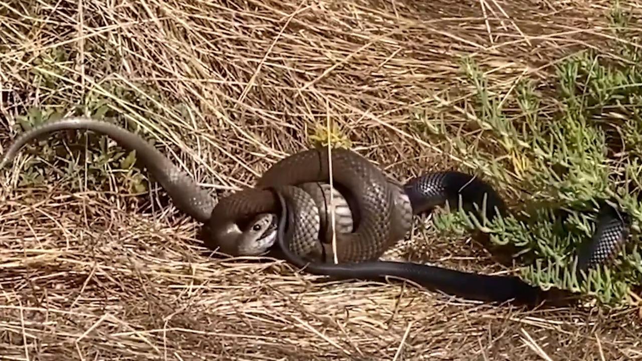 Video: Brown snake devours red belly black snake in Adelaide park | The  Advertiser