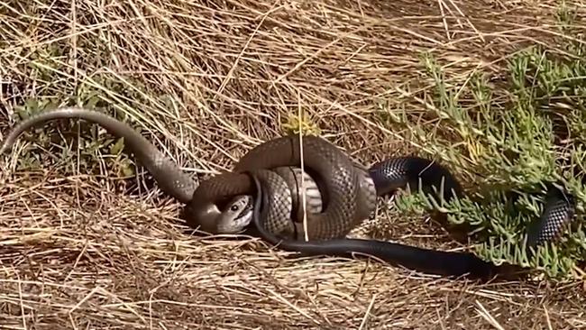 An Adelaide couple witnessed a “crazy fight to the death”, stumbling across a brown snake devouring a red belly black snake at the Onkaparinga River Recreation Park. Picture: Min Cook