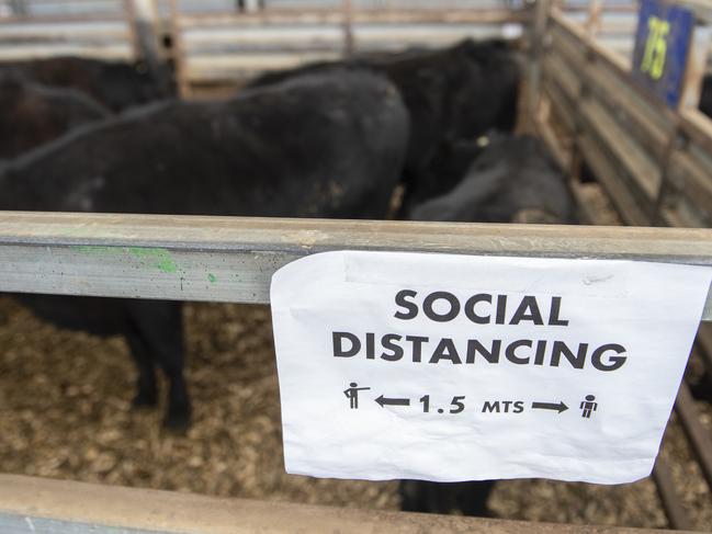 Revealed: Future of iconic saleyards under review