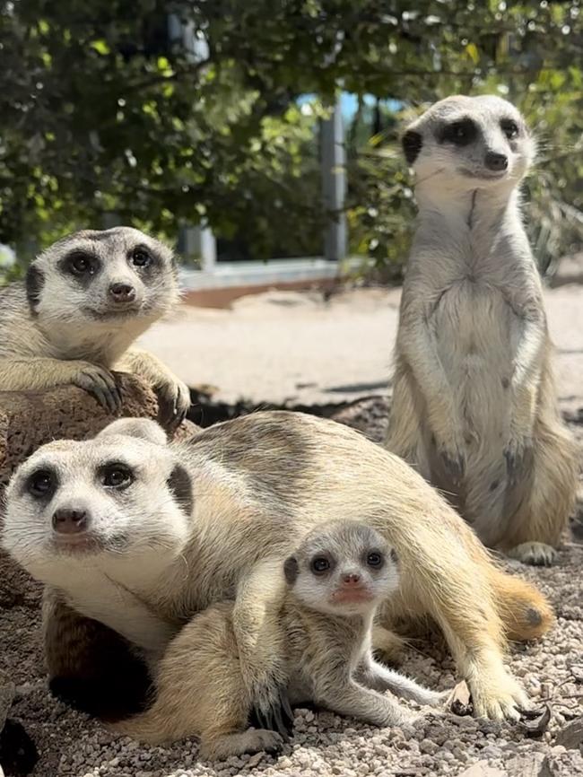 Tasmania Zoo's meerkat pups celebrated their one-month birthday on Christmas Eve, pictured with their parents Rose and Gilligan. Picture: Chloe Koch