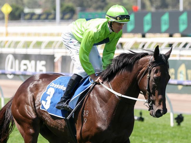 Amenable on the way to the barriers prior to the running of  the Furphy Shaftesbury Avenue Handicap at Flemington Racecourse on March 09, 2024 in Flemington, Australia. (Photo by George Sal/Racing Photos via Getty Images)