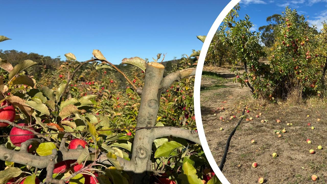Farmers’ fury as apple trees savagely cut just before harvest