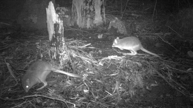 Tasmanian bettong.