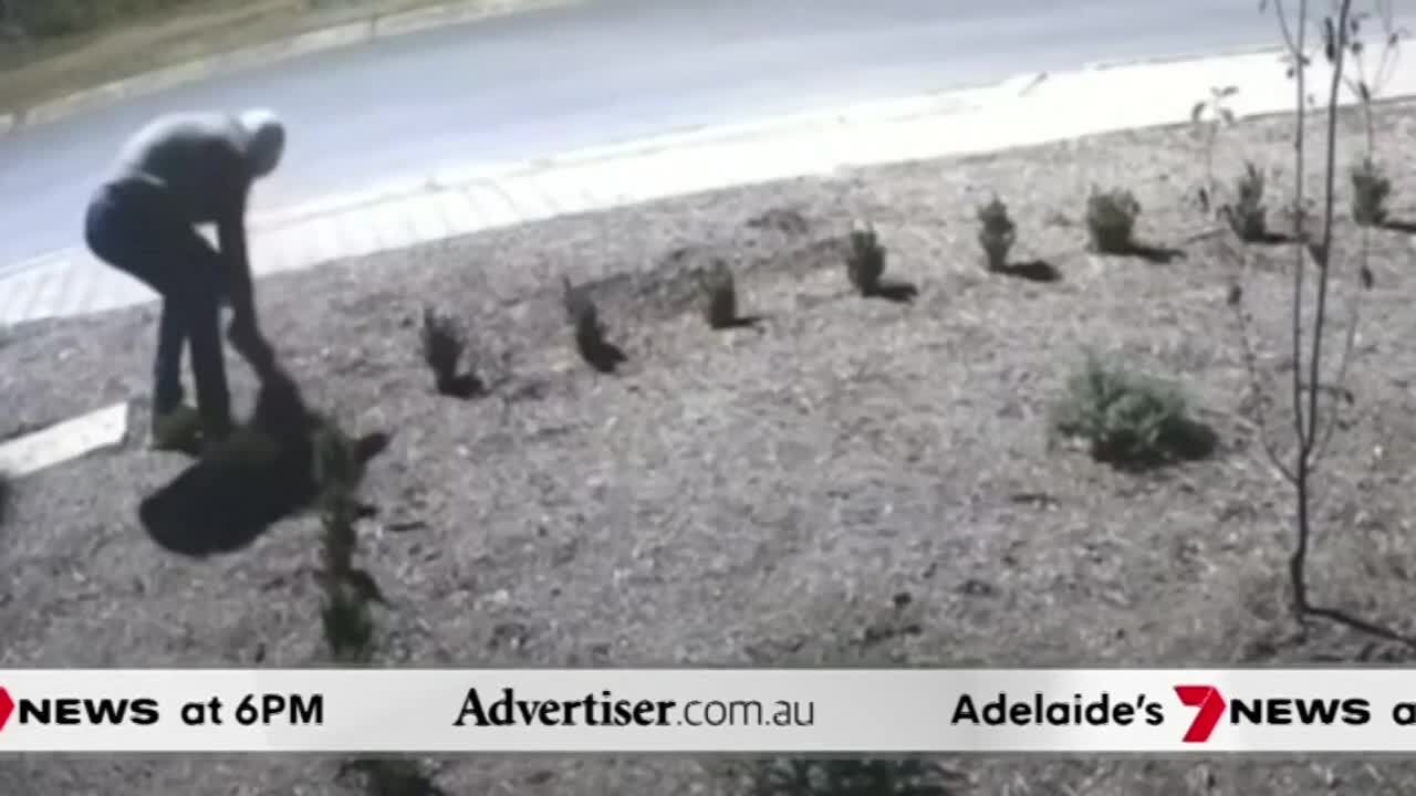 The Advertiser, 7NEWS Adelaide: Hackney drug bust, Serial plant thief