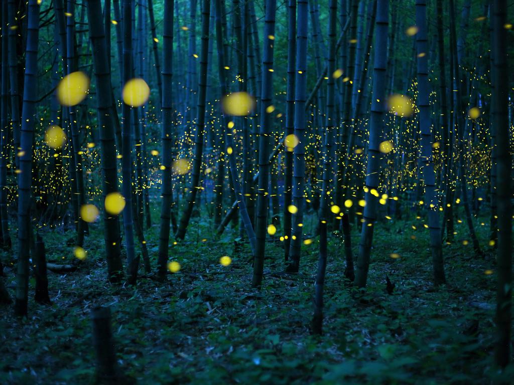 “The season of a firefly comes around in Japan at the beginning of a rainy season. This firefly is a species called Luciola parvula.” and repeats blink. Picture: Kei Nomiyama, Japan, Shortlist, Open Low Light, 2016 Sony World Photography Awards