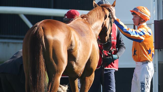 Gingernuts gin the hands of vets after breaking down on his way to the barrier before last year’s Emirates Stakes at Flemington. Picture: Michael Klein