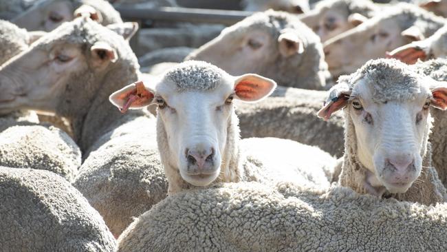 Bendigo Sheep and Lamb Sale. Picture: Zoe Phillips