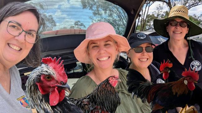 Rooster Rescue and Rehoming North Queensland volunteers need community support to take in their feathered friends. Picture: Supplied.