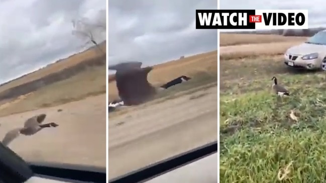 Obsessed goose falls in love with man’s car