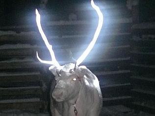 One of the reindeer treated with reflective spray. Picture: AFP Photo / Finland’s Reindeer Herders’ Association / Anne Ollila