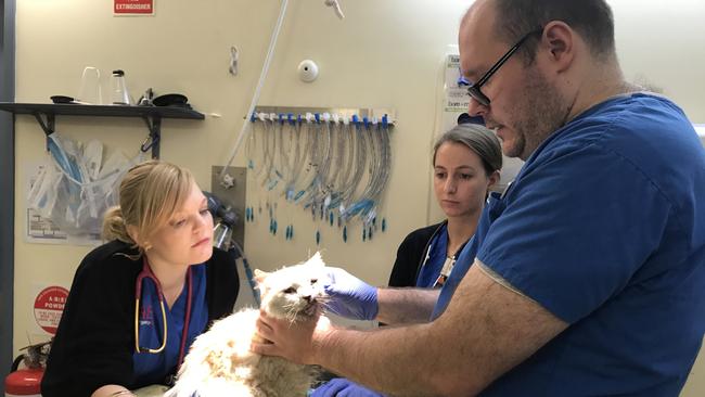 RSPCA vets regularly treat and perform surgery for injured stray cats when they are hit by cars or attacked by other animals. Picture: RSPCA