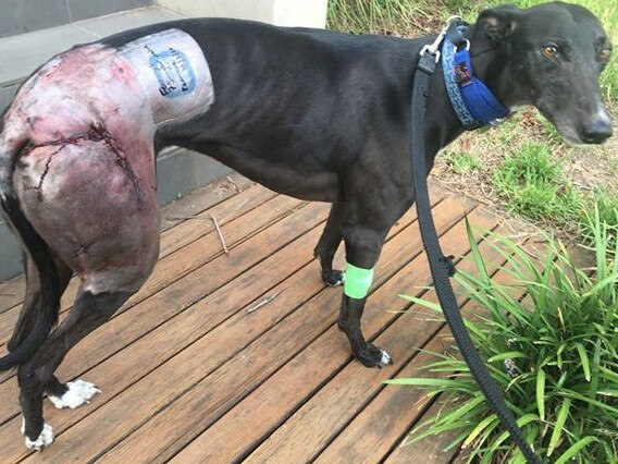 Greyhound Kala was attacked by a large black dog in Hampton East in February, needing emergency surgery.