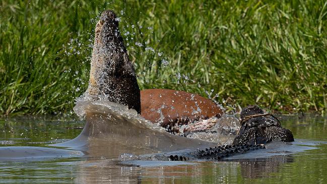 The dominant croc fights off a competitor for the fresh meat. Picture: Michele Bain