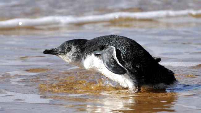 The “massacre” of dozens of fairy penguins by seals on Kangaroo Island  has prompted a federal MP’s call to cull the mammals.