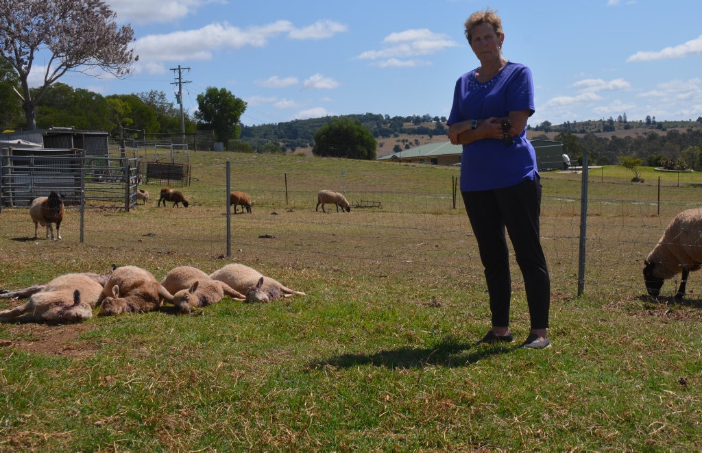 DOG ATTACK: Booie resident Wanda Carland lost six lambs after a dog attacked her sheep overnight on Thursday September 13. Picture: Jessica Mcgrath