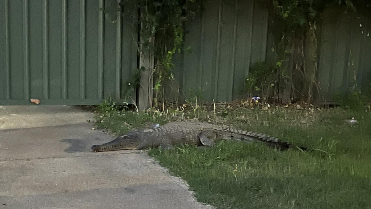 A crocodile was found in Fitzroy Crossing days after flooding swept through the region. Picture: WA POLICE