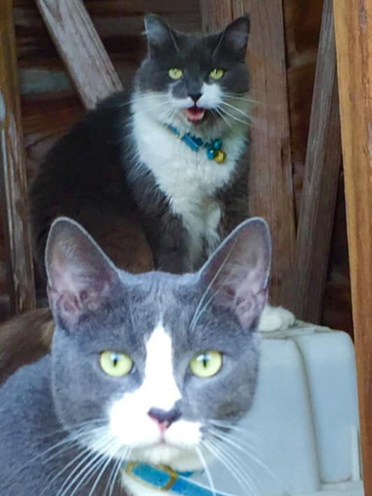 With these two cats there's too many photos to choose from. Picture: Sharon Steeden. Coolest Cat photo competition. Quest Community News and Courier Mail WRH