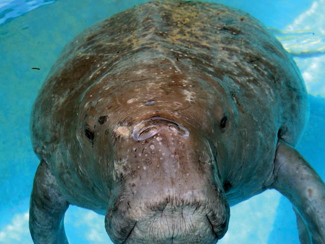 Australian conservationists have been campaigning for years for a moratorium on the traditional take of dugongs.