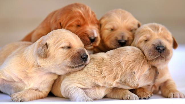 The facility would breed Groodle puppies, a cross between pure bred golden retrievers and poodles. (AAP image, John Gass)