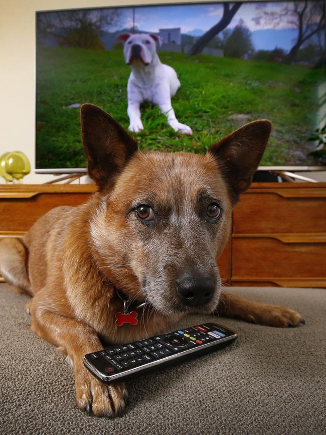 Who let the dogs in? Picture: David Caird