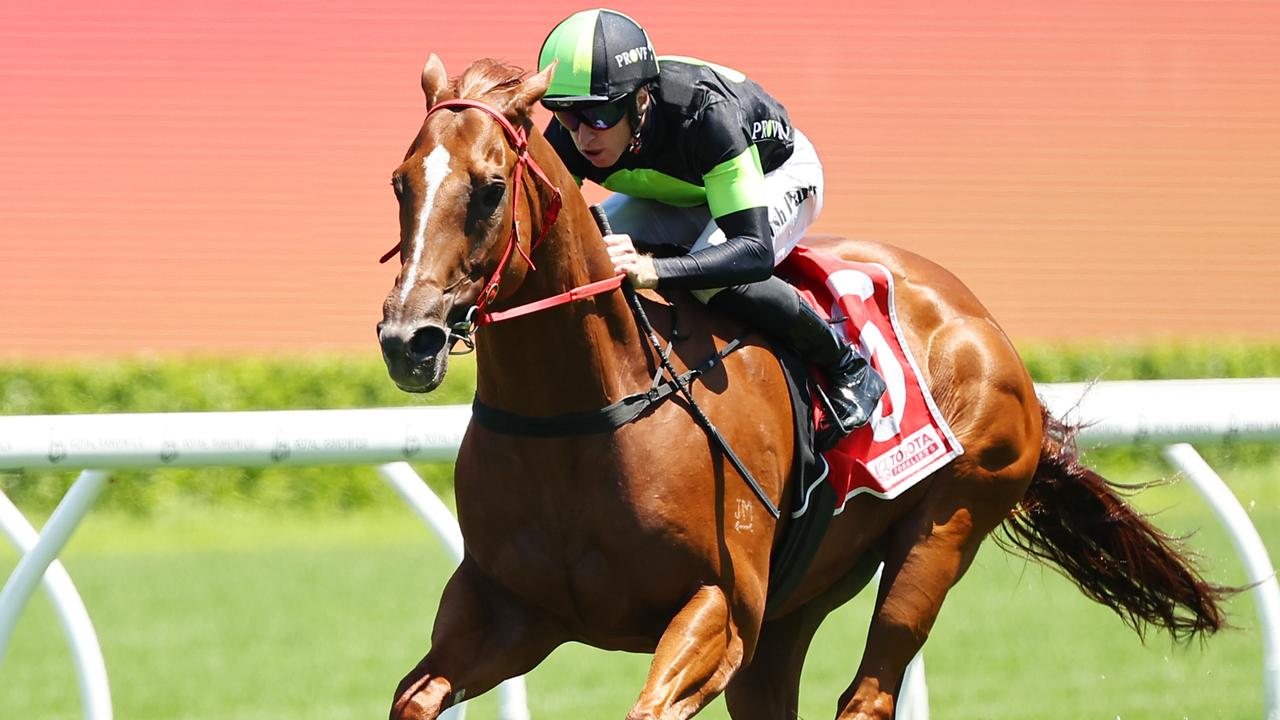 Accredited resumes at Gosford on Saturday following a slashing summer preparation Picture: Jeremy Ng/Getty Images
