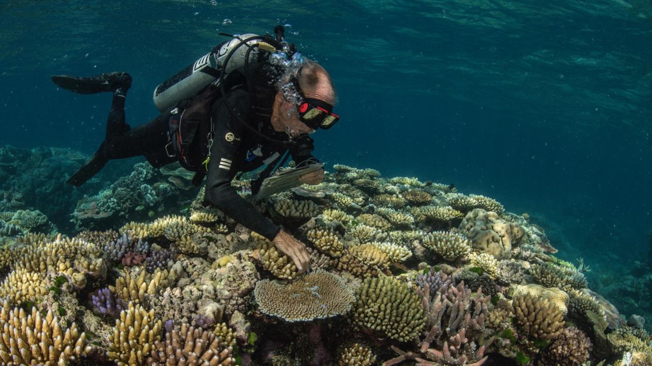 Dr Veron has been diving in and researching coral reefs for more than 50 years. Picture: Supplied