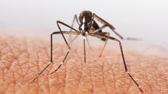 Genetically engineered mosquitoes with toxic semen could be a new weapon against tropical disease, Australian scientists said.