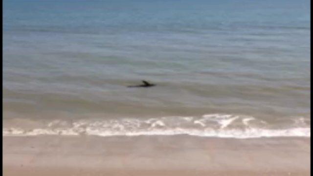 Seal in distress at Brighton Beach | news.com.au — Australia’s leading ...