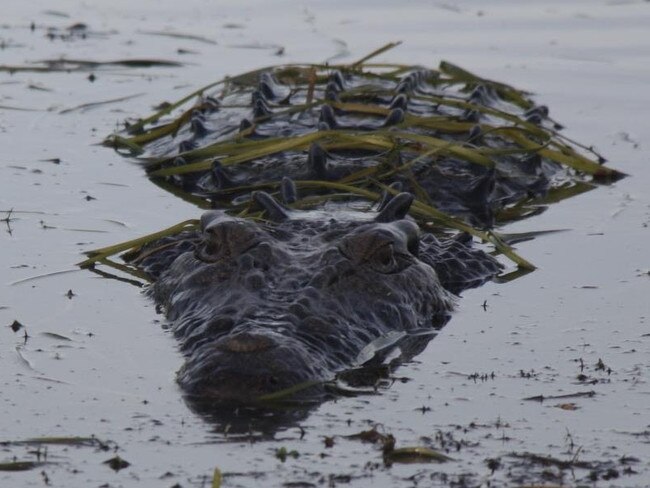 An action plan for the saltwater croc industry has been released.