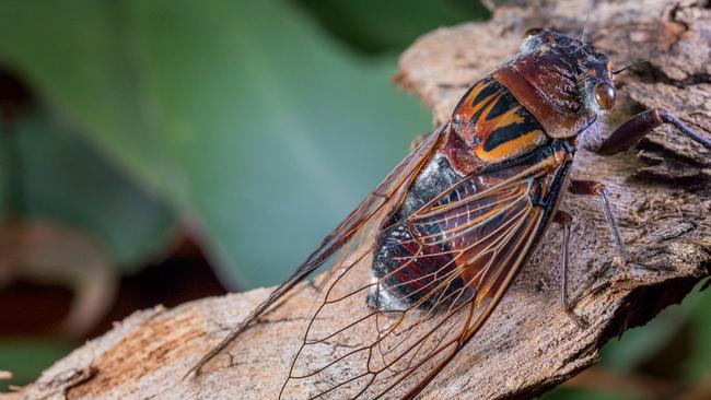 SUNDAY TELEGRAPH SPECIAL. PLEASE CHECK WITH JEFF DARMANIN ST PIC ED BEFORE PUBLISHING. The sounds of summer return to Sydney. Cicadas return to the suburbs after years of silence. Double Drummer