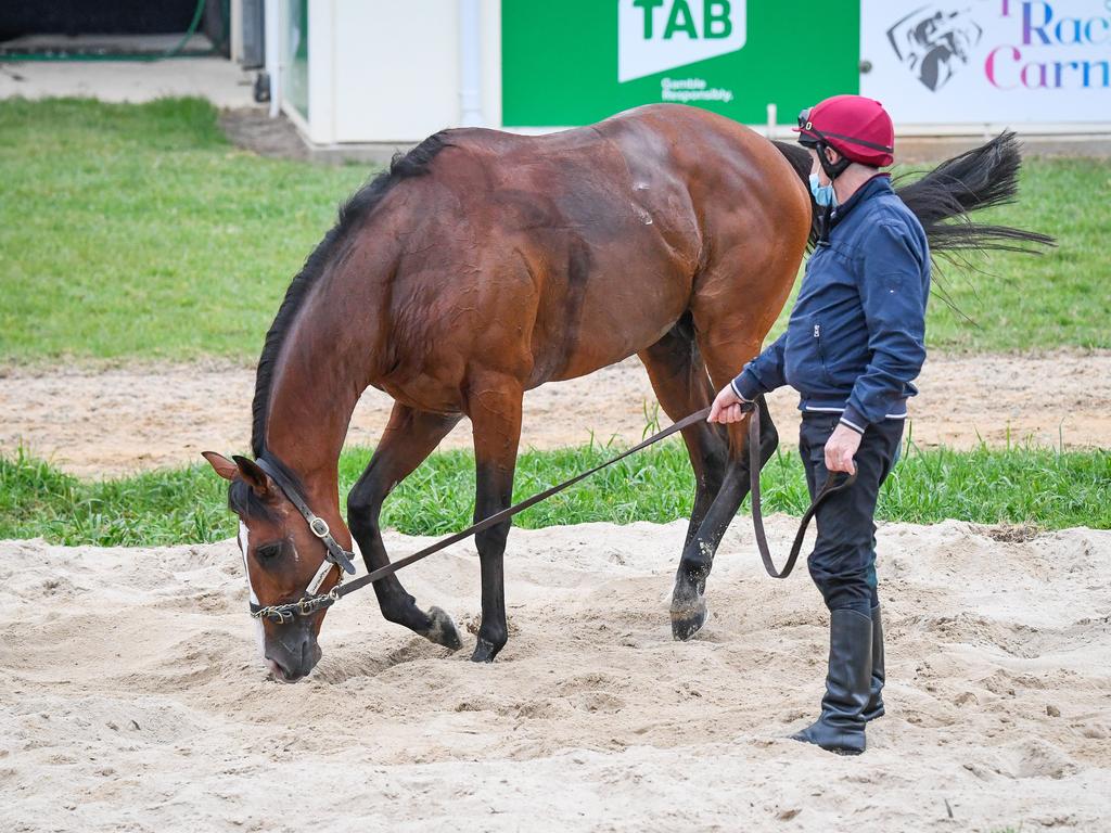 Anthony Van Dyck at Werribee Racecourse.