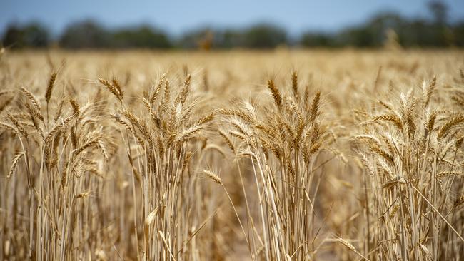 Exports ramp-up: GrainGrowers chairman Brett Hosking said there was a strong export program of wheat into China, with exports mostly booked before harvest. PICTURE: ZOE PHILLIPS