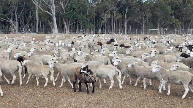 Wayne Smith is distraught about the need to destroy some 3000 sheep because he can't find buyers for them. Picture: X / @calukafarms