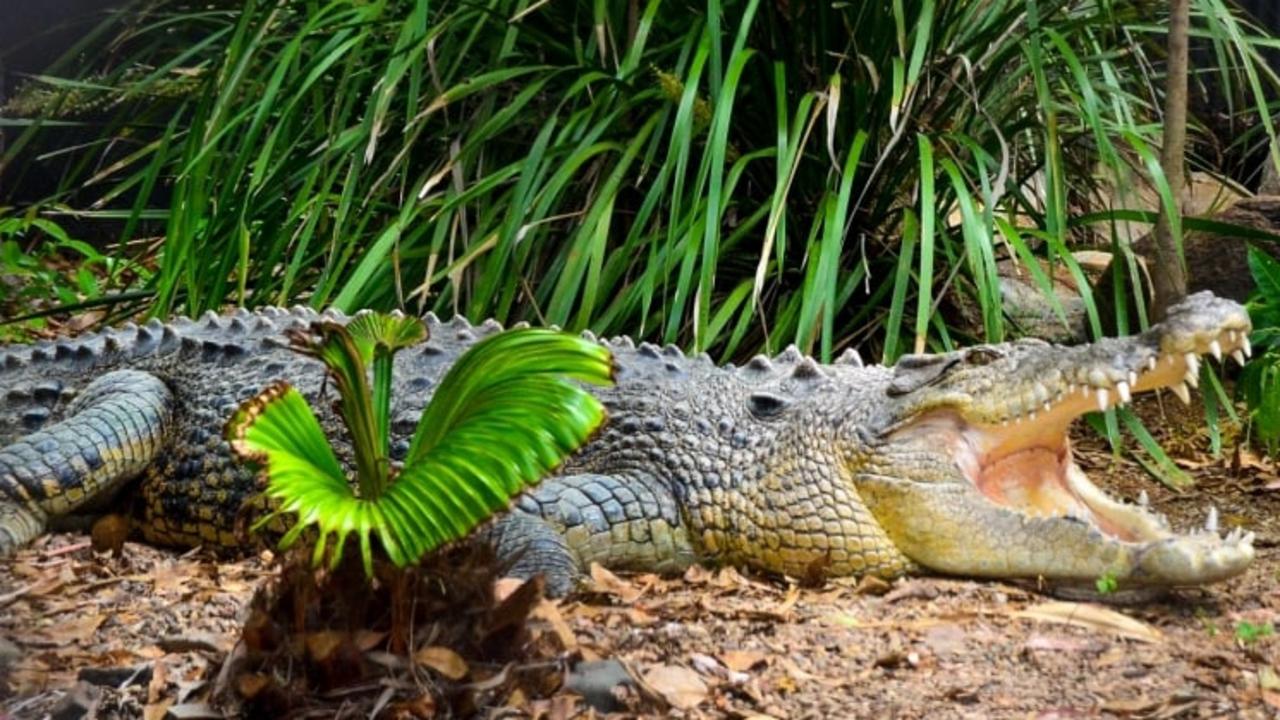 Discover the Fascinating World of Estuarine Crocodiles at Billabong  Sanctuary