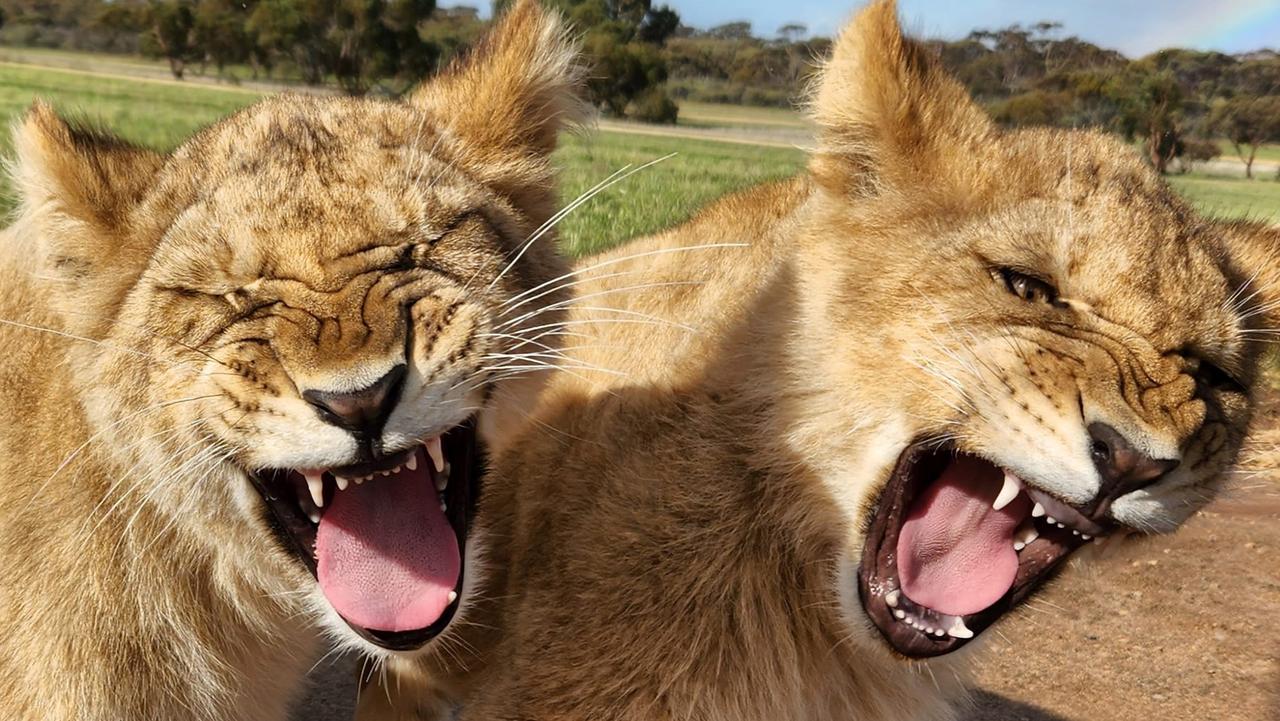 African Lion cubs Malkia and Chad snapped by keeper Gemma at Monarto Safari Park. Picture: ZoosSA