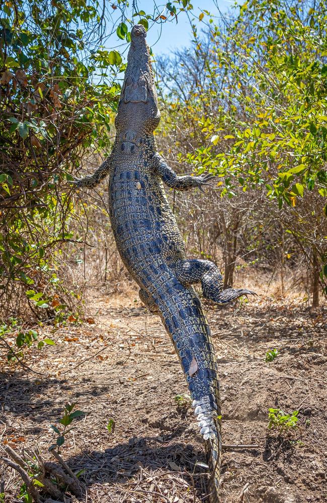 Adelaide River Cruises shared a photo of a croc jumping on land.