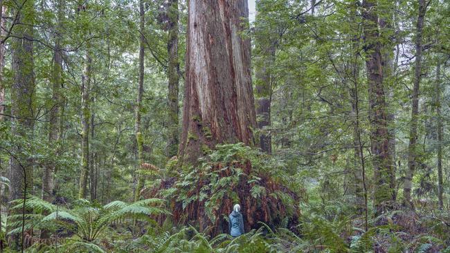 A giant eucalypt in the Sumac Forest. Picture: Rob Blakers