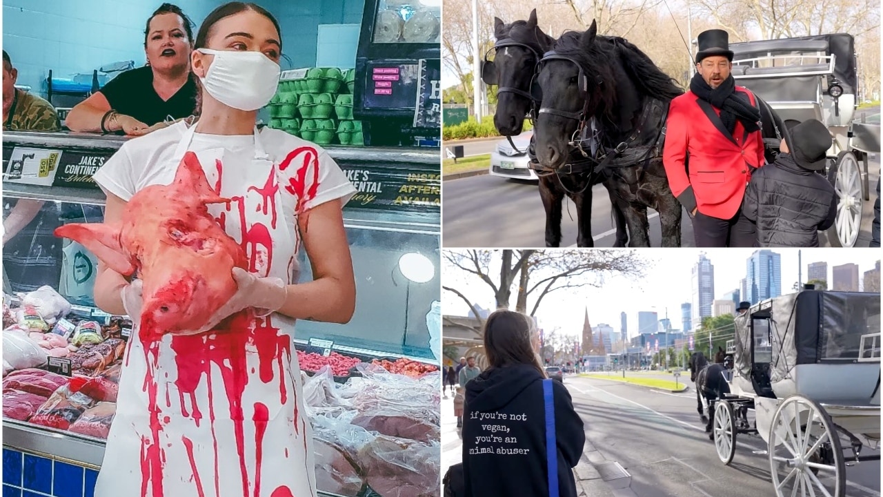 Vegan activist Tash Peterson's heated argument with horse-carriage driver -  NZ Herald