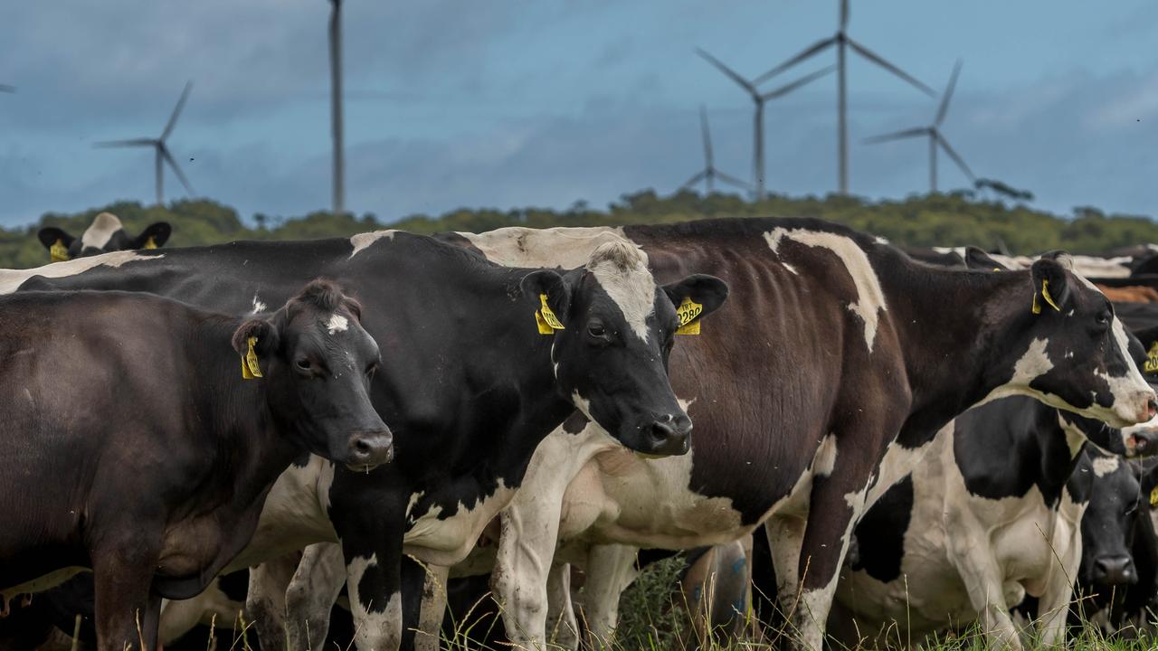 Dairy cows at Woolnorth.