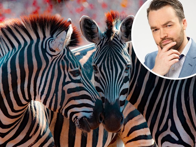 Zebras are native to which continent?