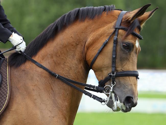 Horse dressage generic. Thinkstock