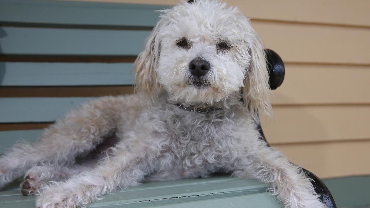 Every day for more than a year Spike the dog and his owner John Hansen visited his wife of more than six decades, Lois in Aged Care. Picture: Peter Ristevski