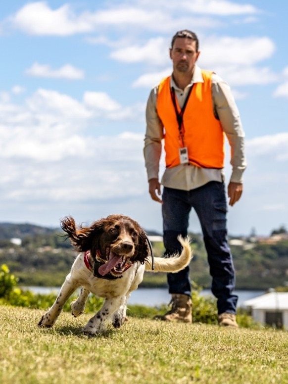 Fire ant sniffer dog ‘Candy’ helps with prevention efforts.