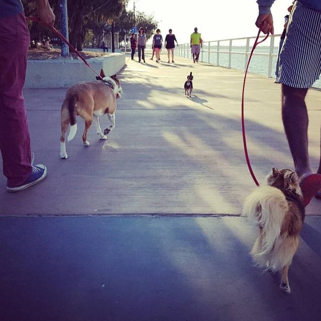 Dogs on leads while walking along the path on the Sandgate waterfront. Picture: Renee McKeown