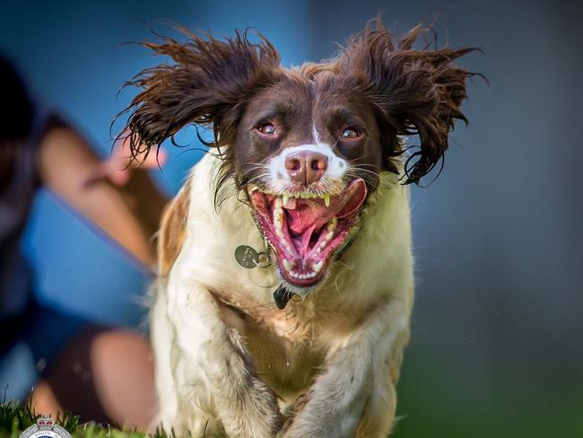 DDD Hayley has retired after 9 years in the NSW Police Force. Based in Coffs Harbour, the drug detection dog travelled across the state busting crims and gathering a cult-following along the way.