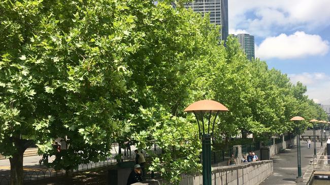 London plane trees are a common sight in central Melbourne.