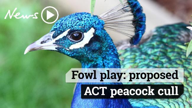 Fowl play: proposed ACT peacock cull